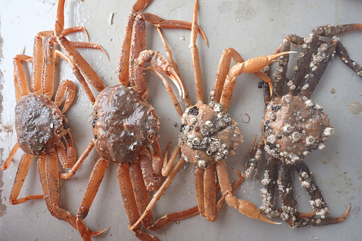 Snow crabs that Groner and Postdoctoral Scientist Reyn Yoshioka are examining as part of an experiment on black eye syndrome in the Bering Sea