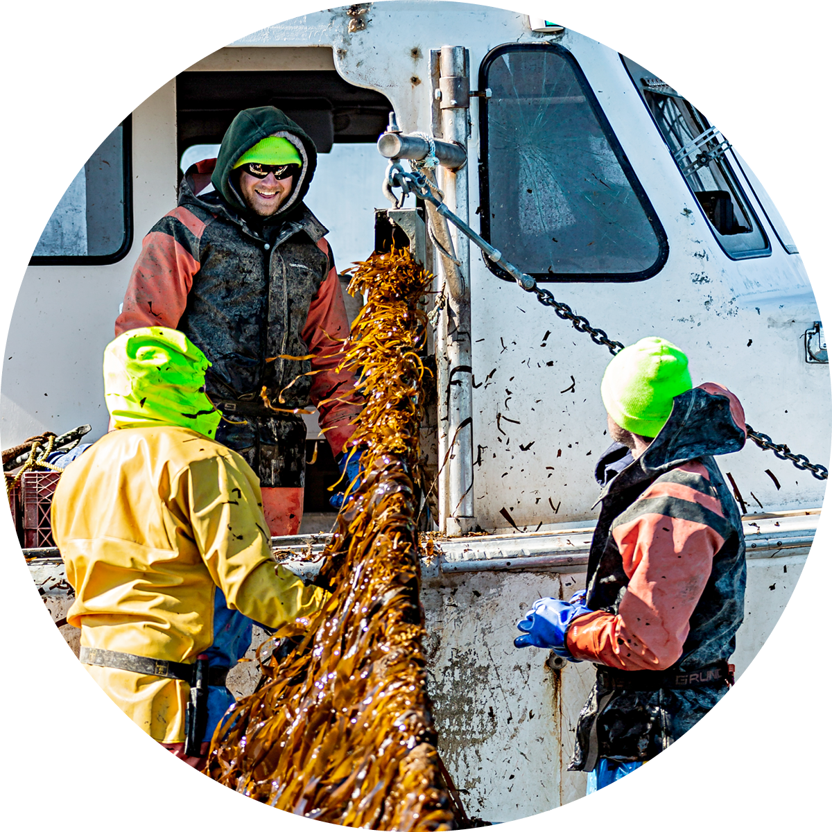 Three scientists unloading seaweed from a boat.