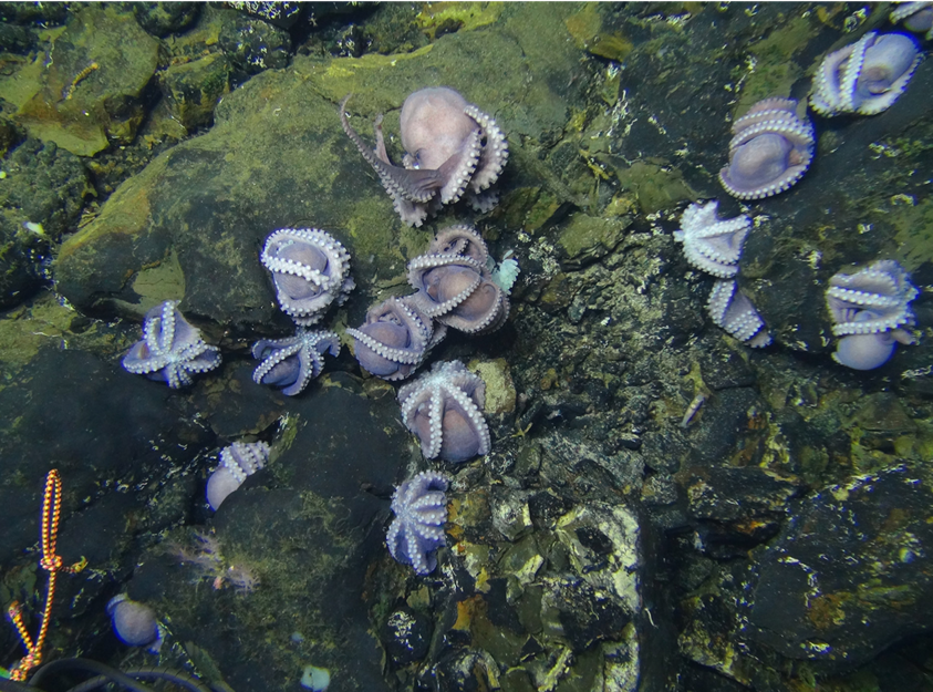 photograph of octopuses on sea floor