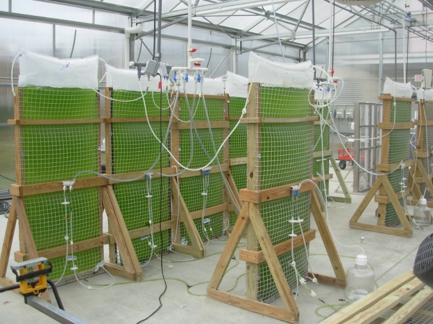 Microalgae growing in a photobioreactor