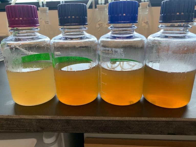 Autolyzed RCM media in glass lab flasks