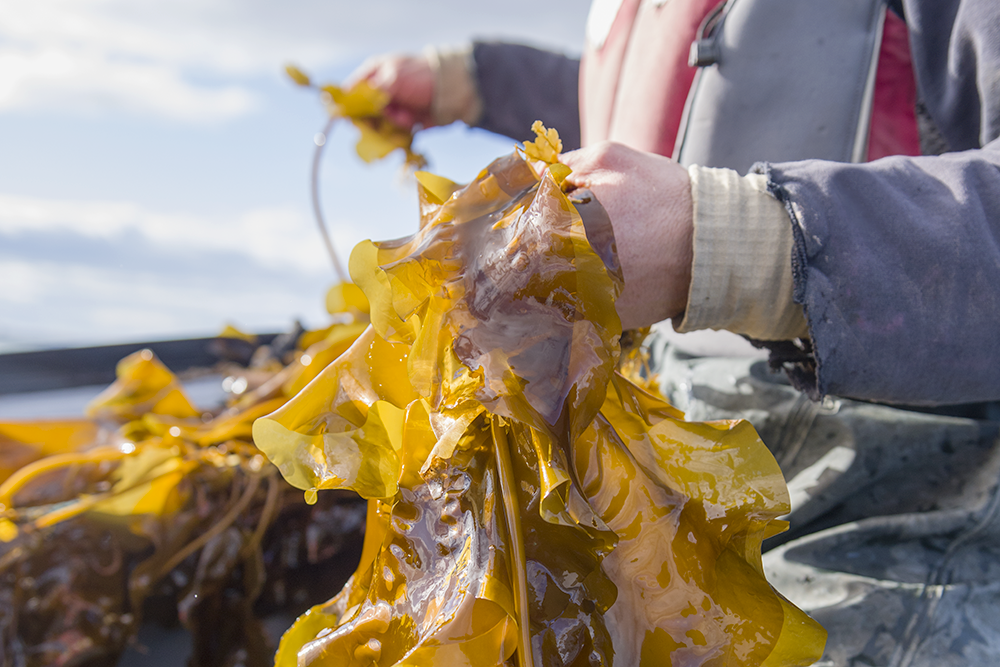 Researcher holding kelp.
