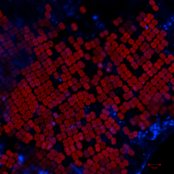An image of a marine biofilm of a photosynthetic cyanobacteria (red autoflourescence) growing with a background of bacteria (stained blue).